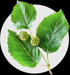 ใบหม่อน