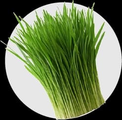 ต้นอ่อนข้าวสาลี