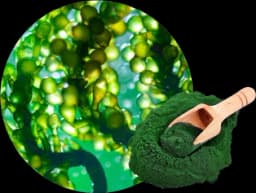 สาหร่ายคลอเรลลา