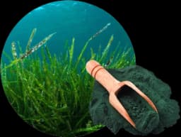 สาหร่ายสไปรูลิน่า