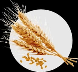 ข้าวบาร์เลย์